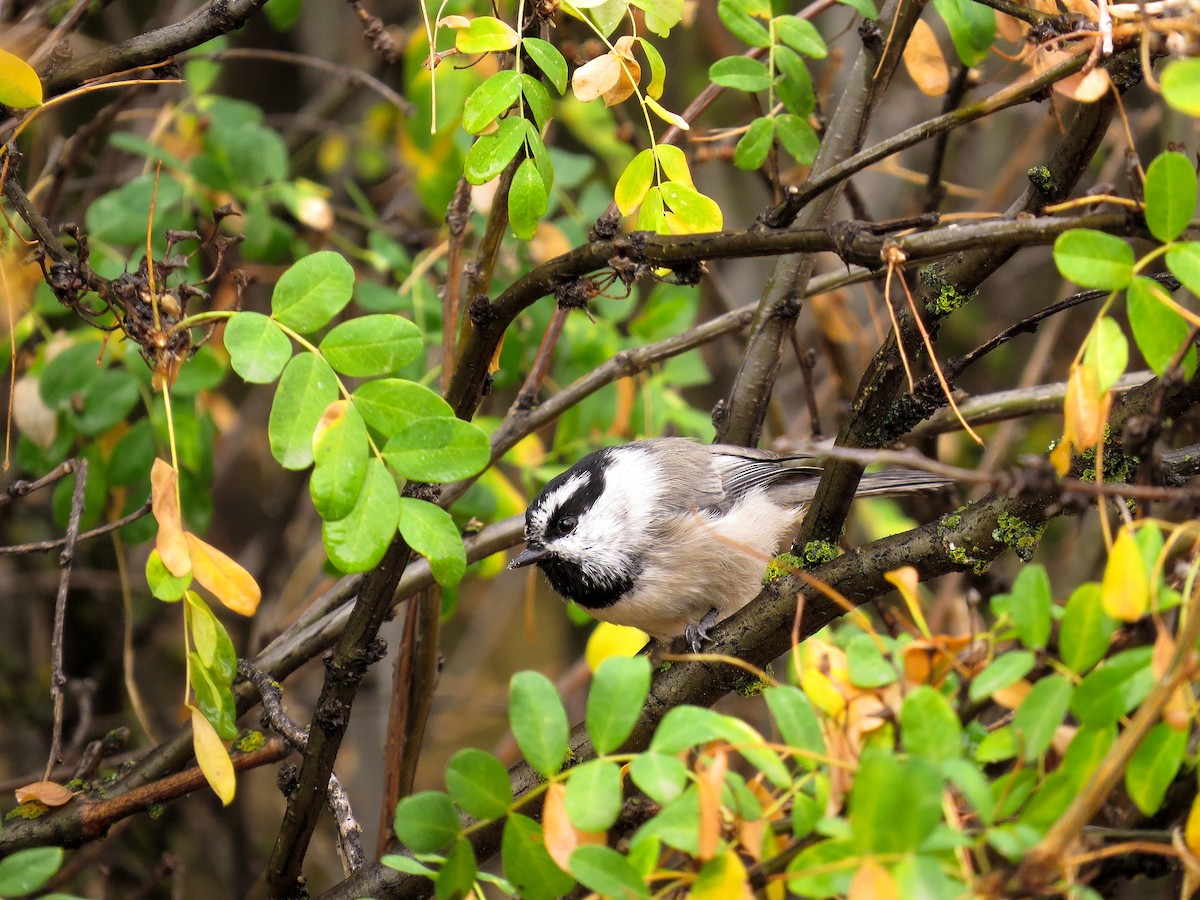 Mésange de Gambel - ML615463031