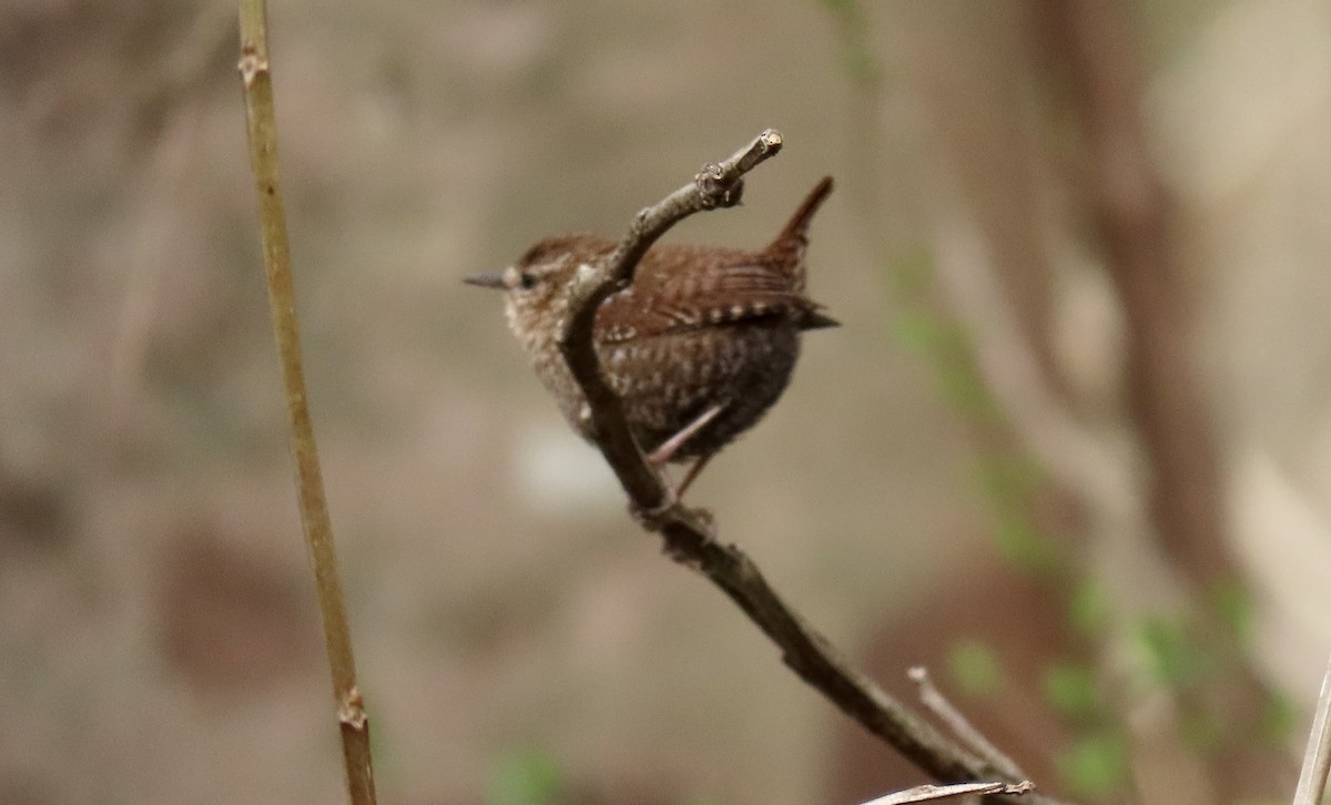 Winter Wren - Susan Talburt