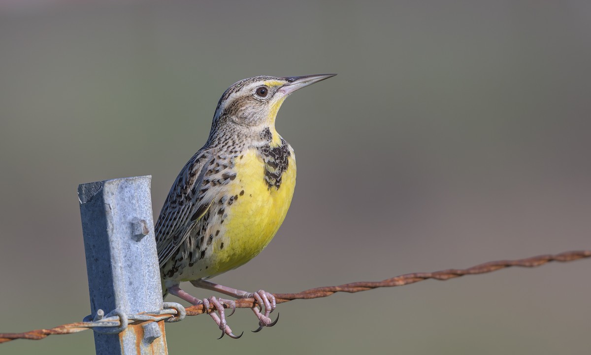 Western Meadowlark - Becky Matsubara