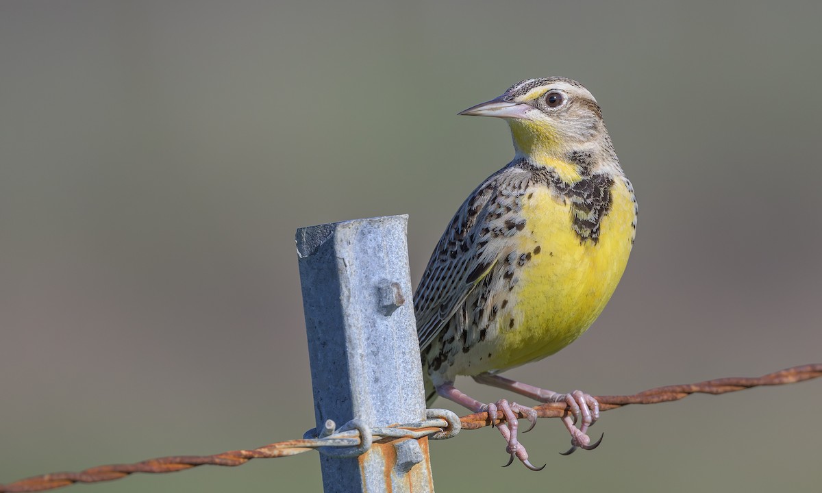 Western Meadowlark - Becky Matsubara