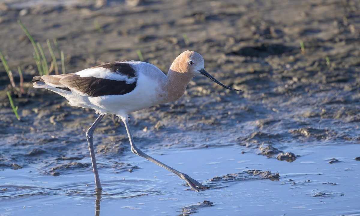 American Avocet - ML615463090