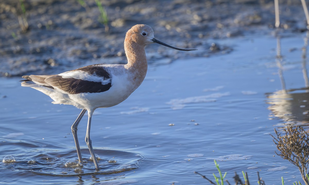 Avocette d'Amérique - ML615463102