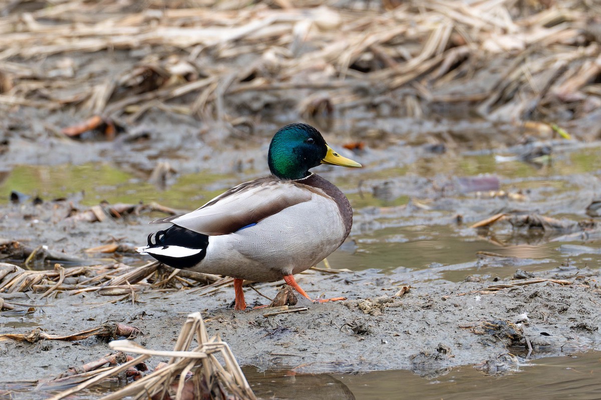 Mallard - Paul Ha