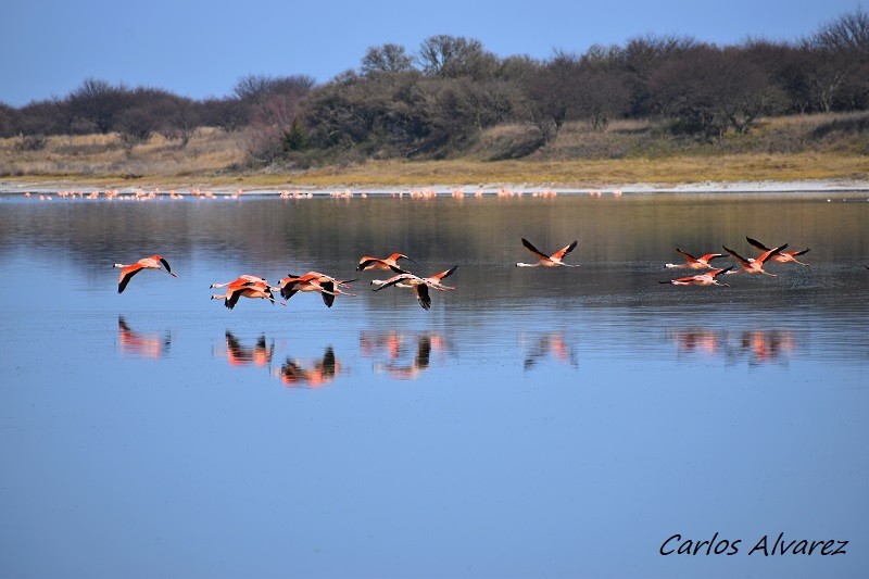Chilean Flamingo - Carlos  Alvarez