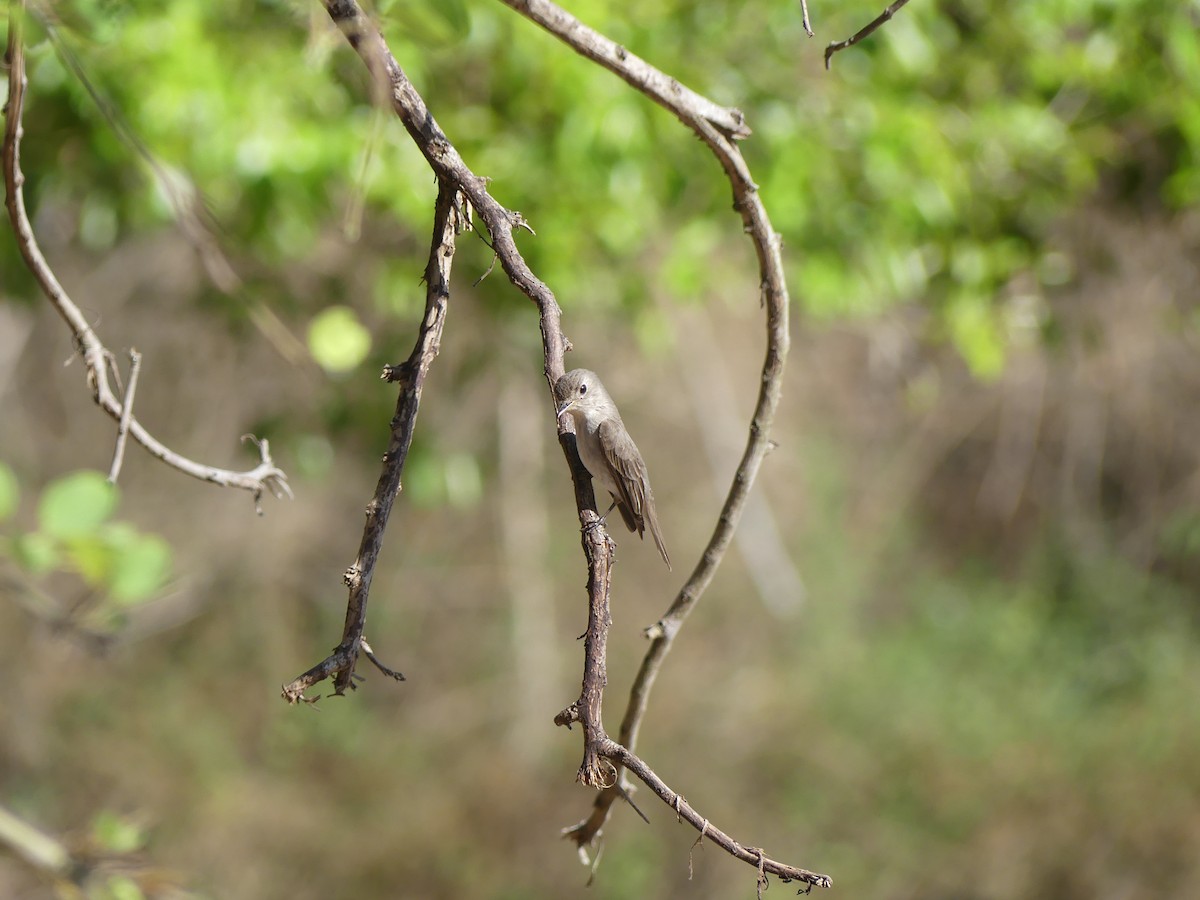 Asian Brown Flycatcher - ML615463175