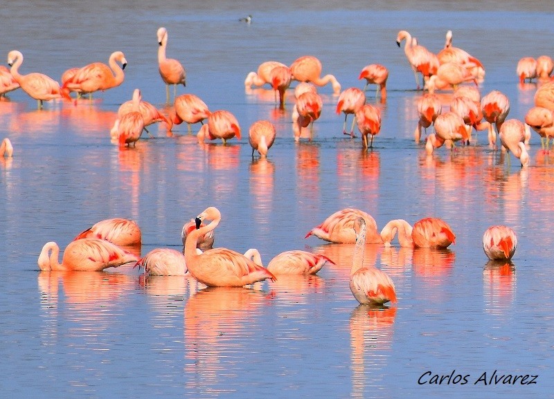 Chilean Flamingo - Carlos  Alvarez