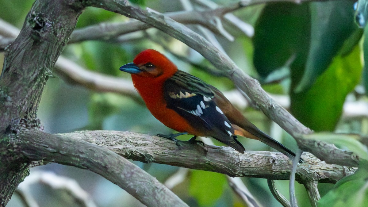 Flame-colored Tanager - ML615463182