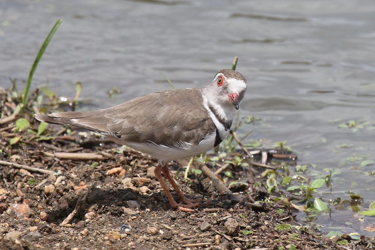 Three-banded Plover - ML615463186