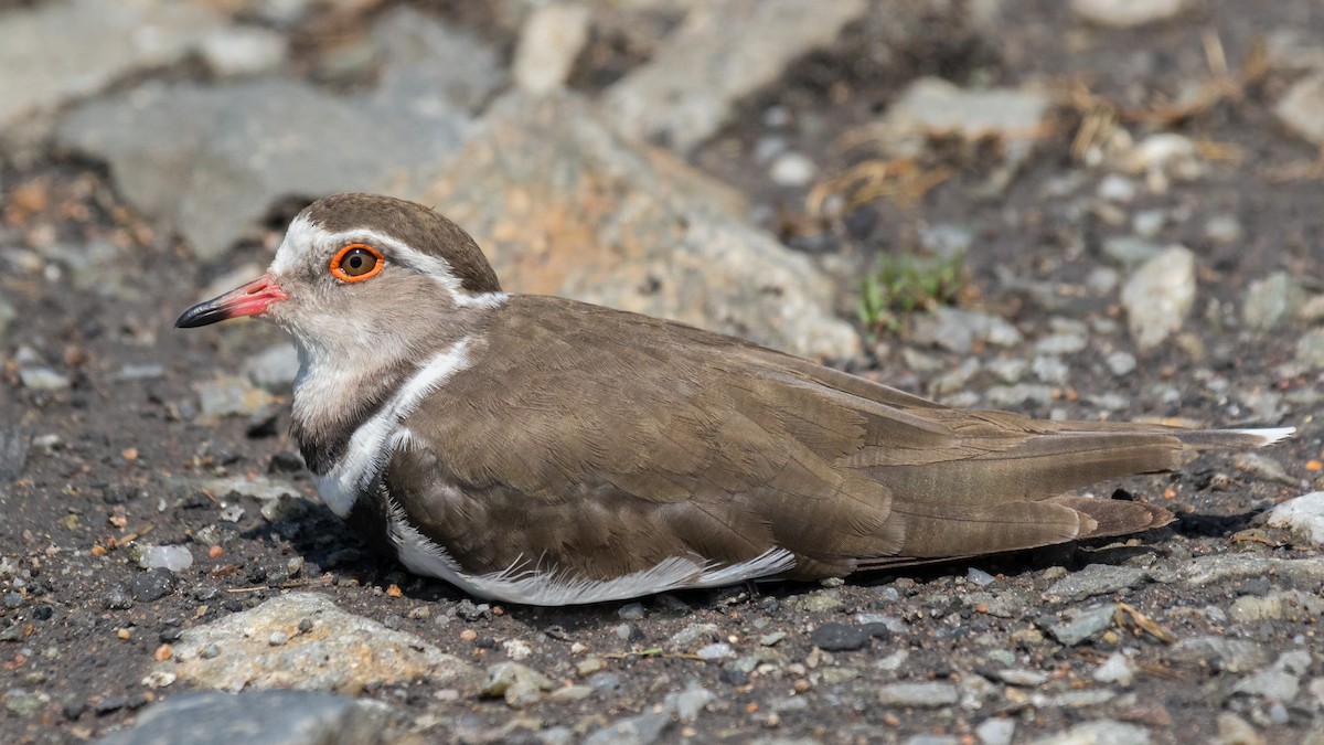 Three-banded Plover - ML615463187