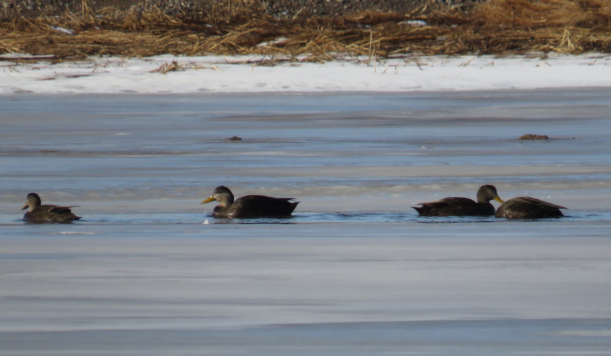 American Black Duck - ML615463209