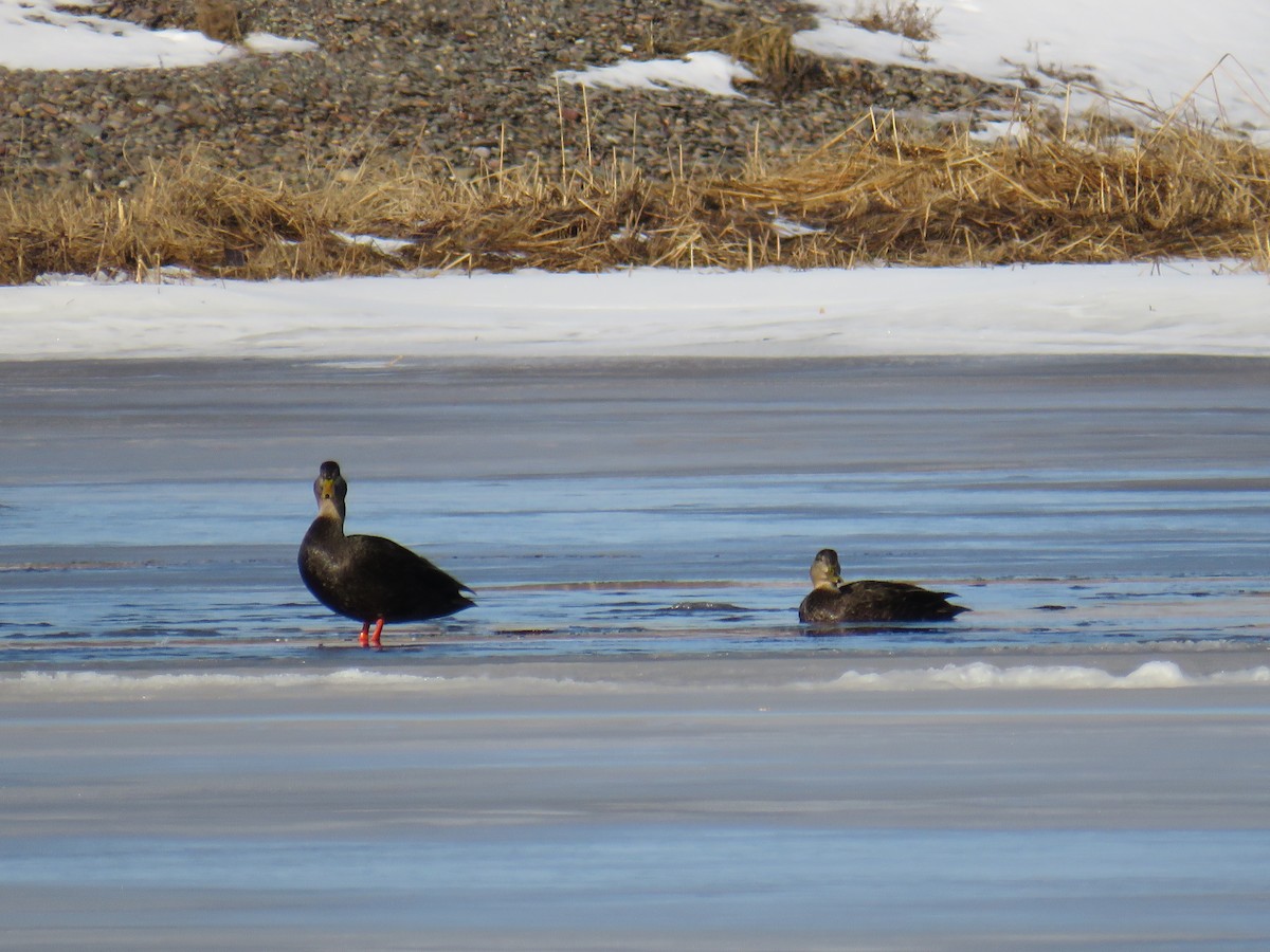 American Black Duck - Jeff Carter