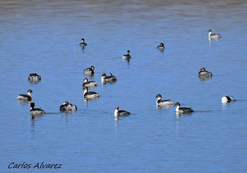 Silvery Grebe - Carlos  Alvarez