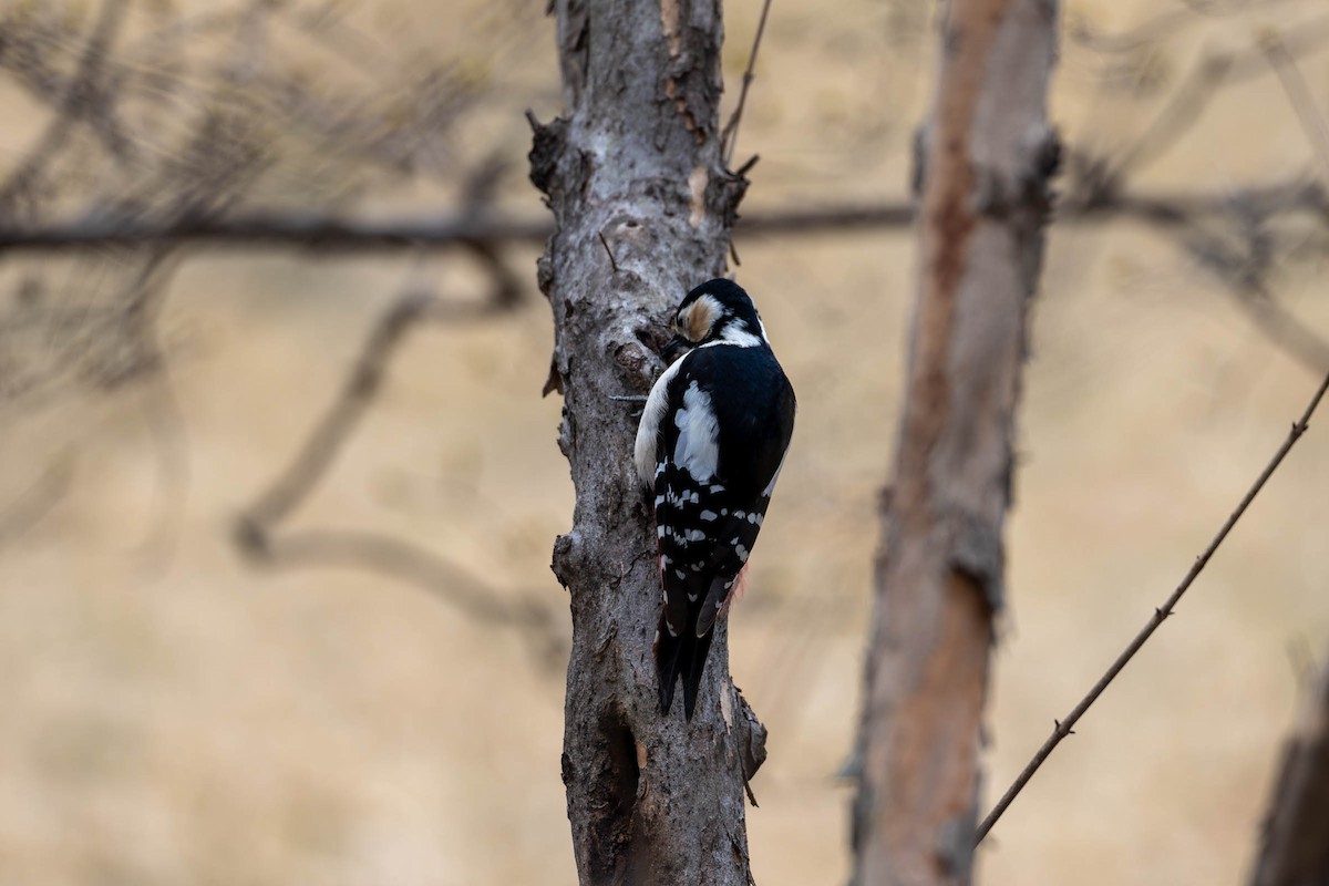 Great Spotted Woodpecker - ML615463217