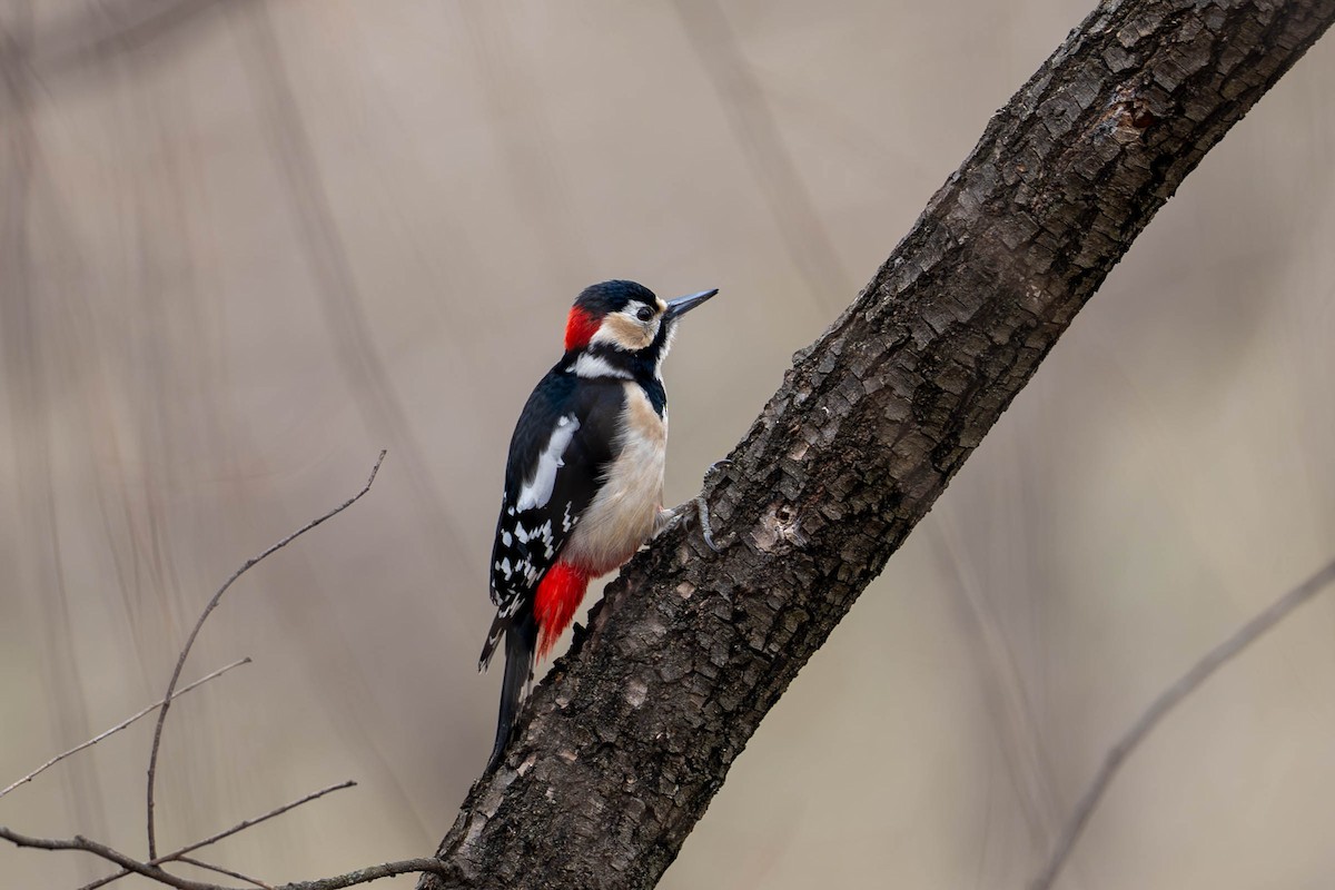Great Spotted Woodpecker - ML615463218