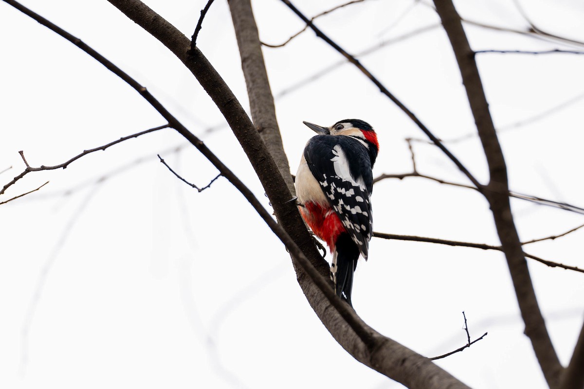 Great Spotted Woodpecker - ML615463219