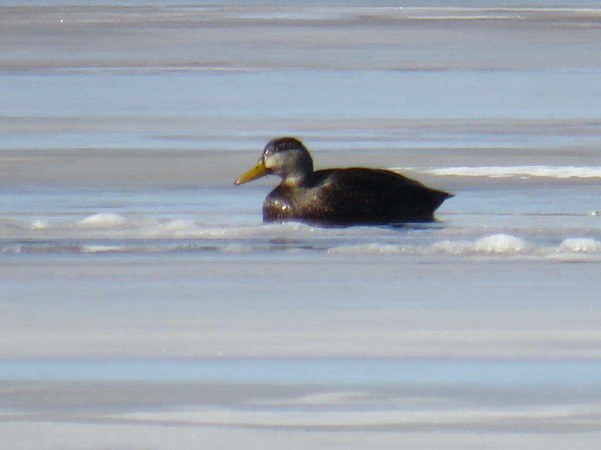 American Black Duck - Jeff Carter