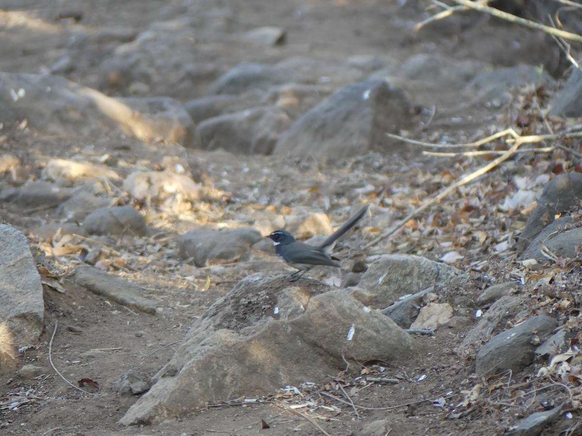 Spot-breasted Fantail - ML615463313