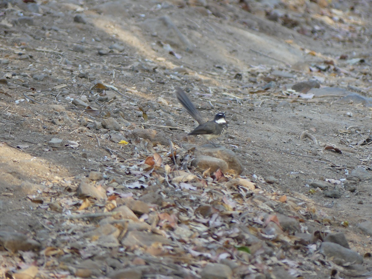 Spot-breasted Fantail - ML615463317