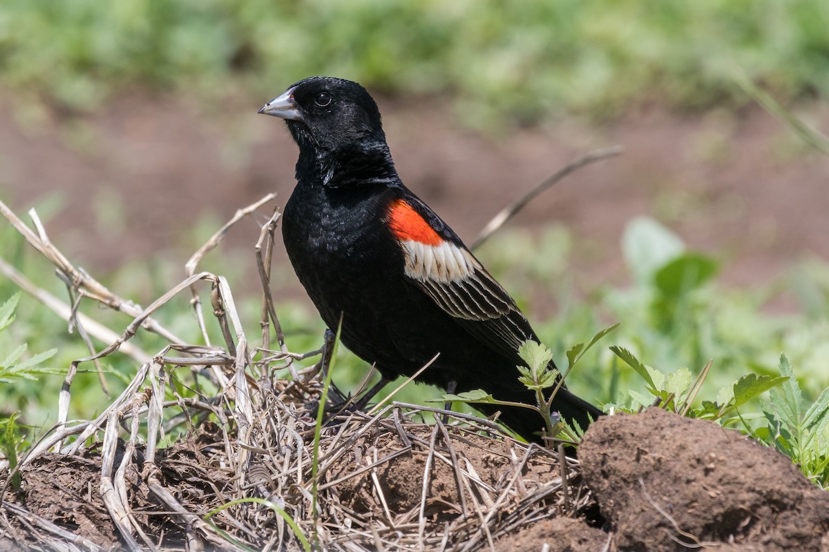 Long-tailed Widowbird - Daniel Danckwerts (Rockjumper Birding Tours)