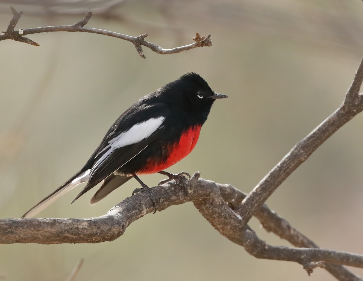 Painted Redstart - ML615463376