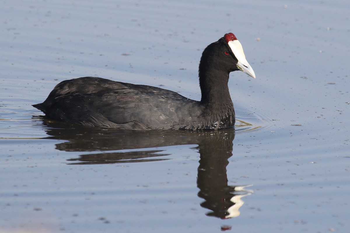 Red-knobbed Coot - Daniel Danckwerts (Rockjumper Birding Tours)