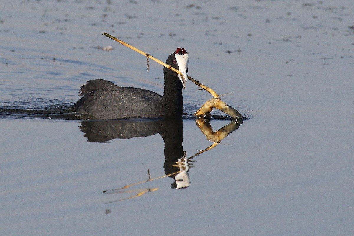 Red-knobbed Coot - Daniel Danckwerts (Rockjumper Birding Tours)