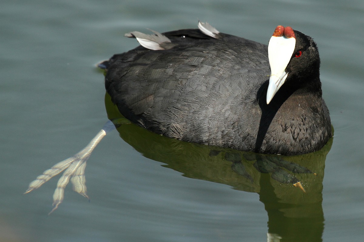 Red-knobbed Coot - Daniel Danckwerts (Rockjumper Birding Tours)