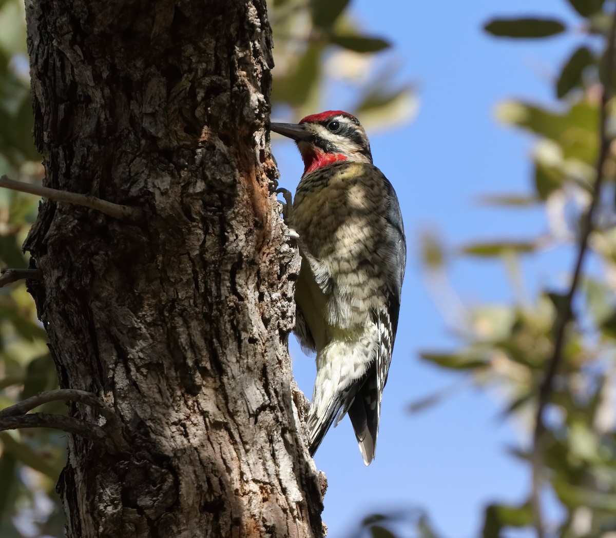 Red-naped Sapsucker - ML615463407