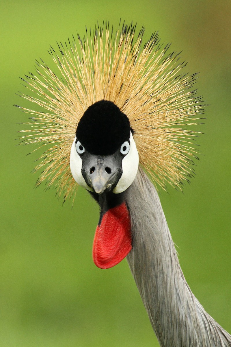 Gray Crowned-Crane - ML615463421