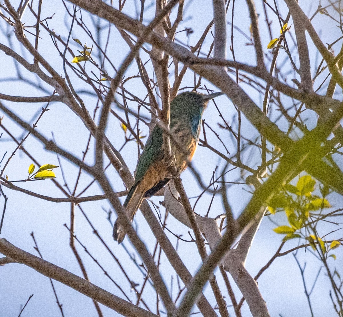 Blue-bearded Bee-eater - ML615463438