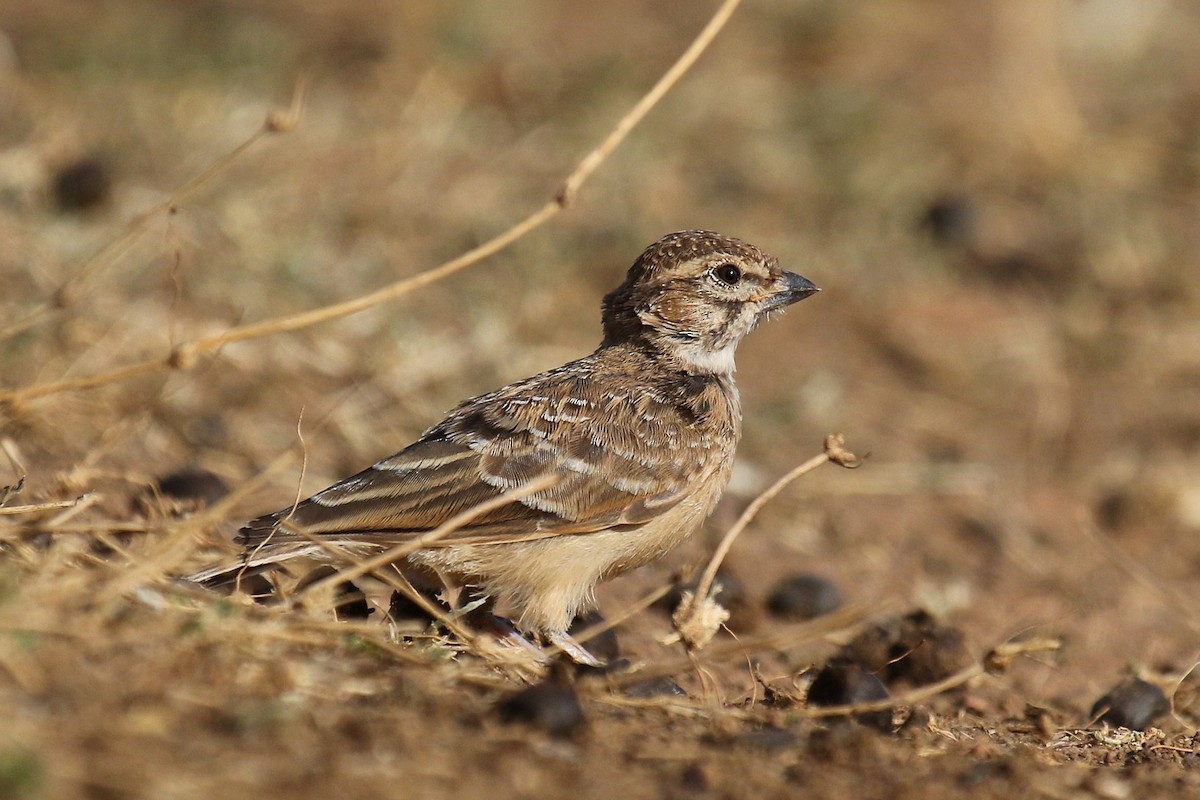 Pink-billed Lark - ML615463494