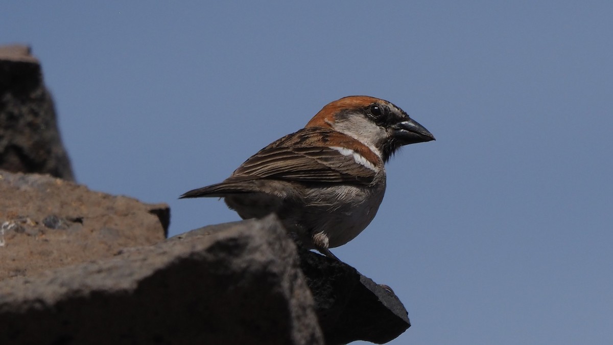 Cape Verde Sparrow - Frank Welten