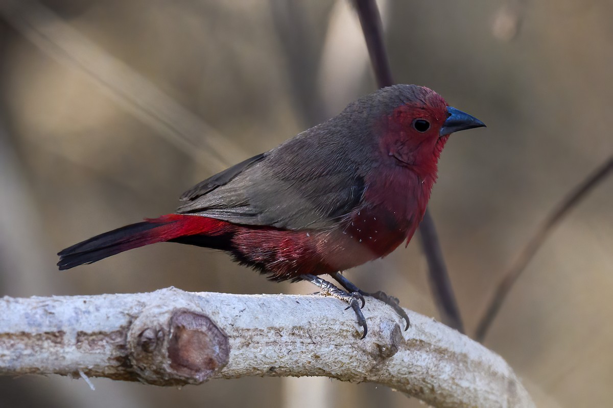 Mali Firefinch - ML615463572