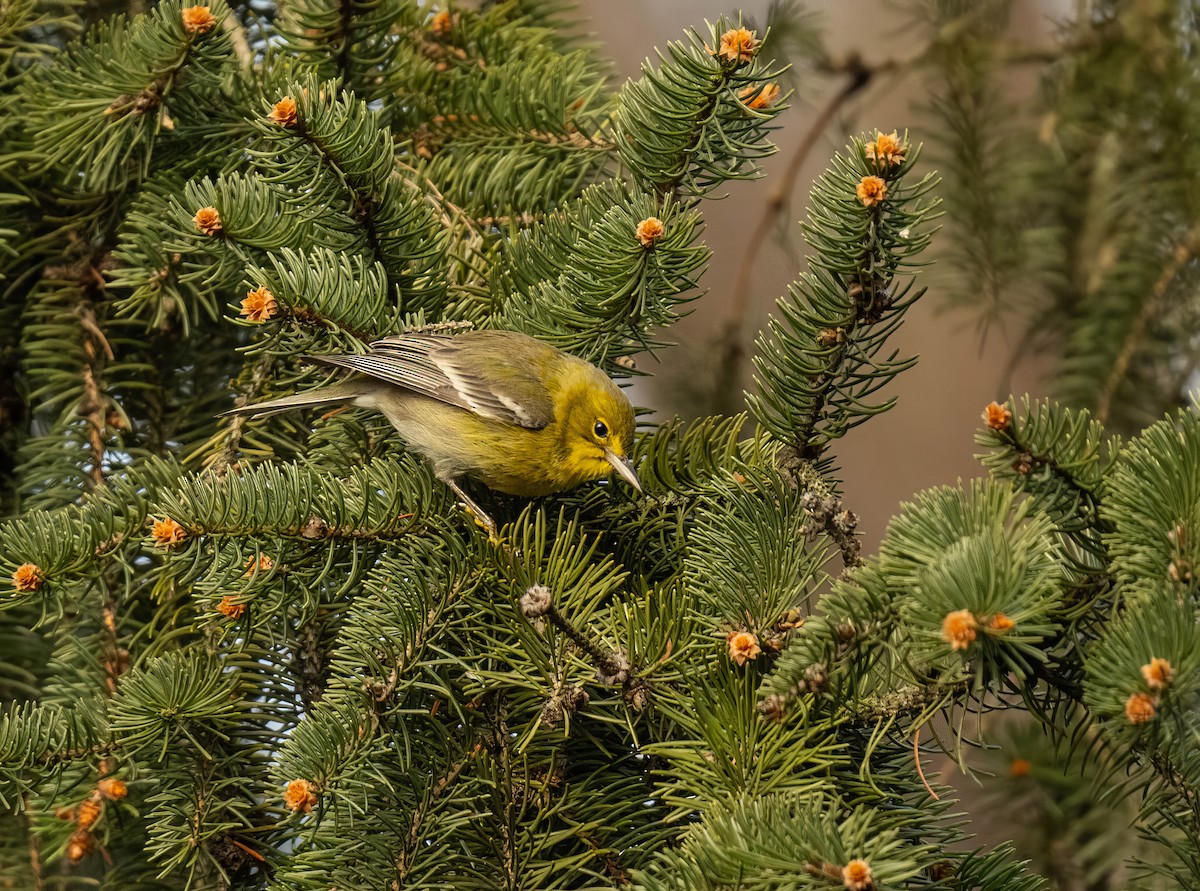 Pine Warbler - Karalyn Lamb