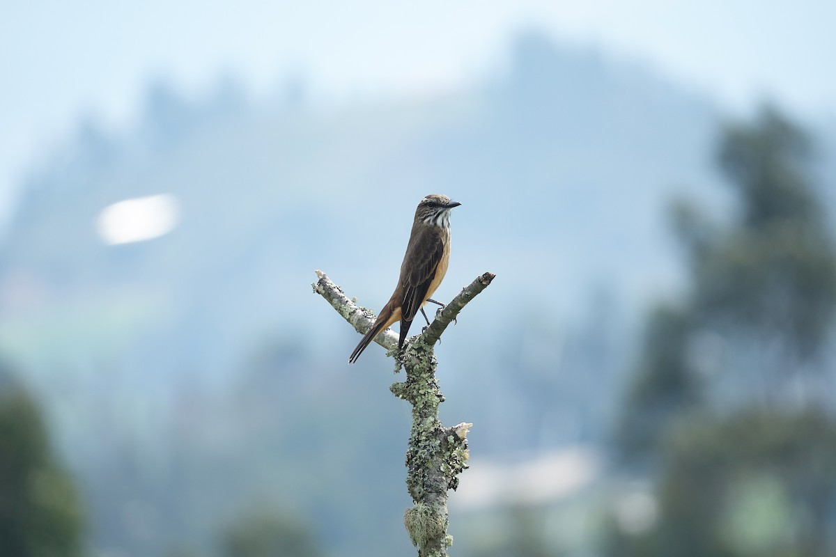 Streak-throated Bush-Tyrant - Daniel Pacheco Osorio