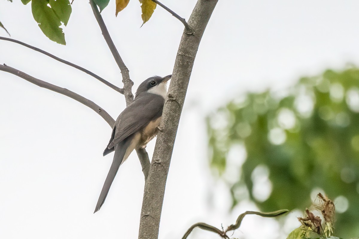 Mangrove Cuckoo - ML615463727