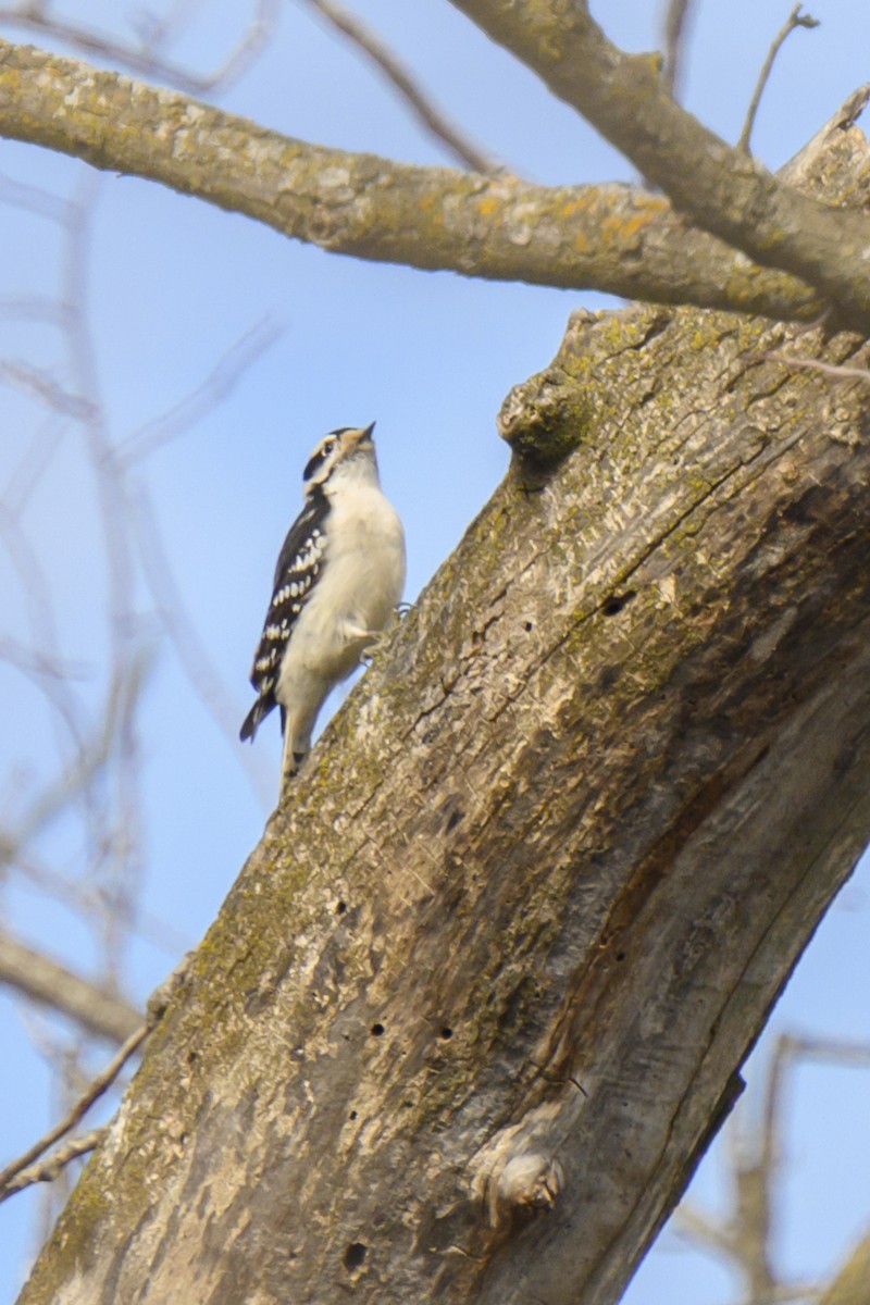 Downy Woodpecker - ML615463729