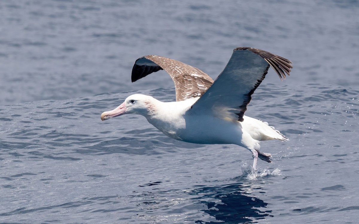 Albatros de Tristan da Cunha - ML615463744