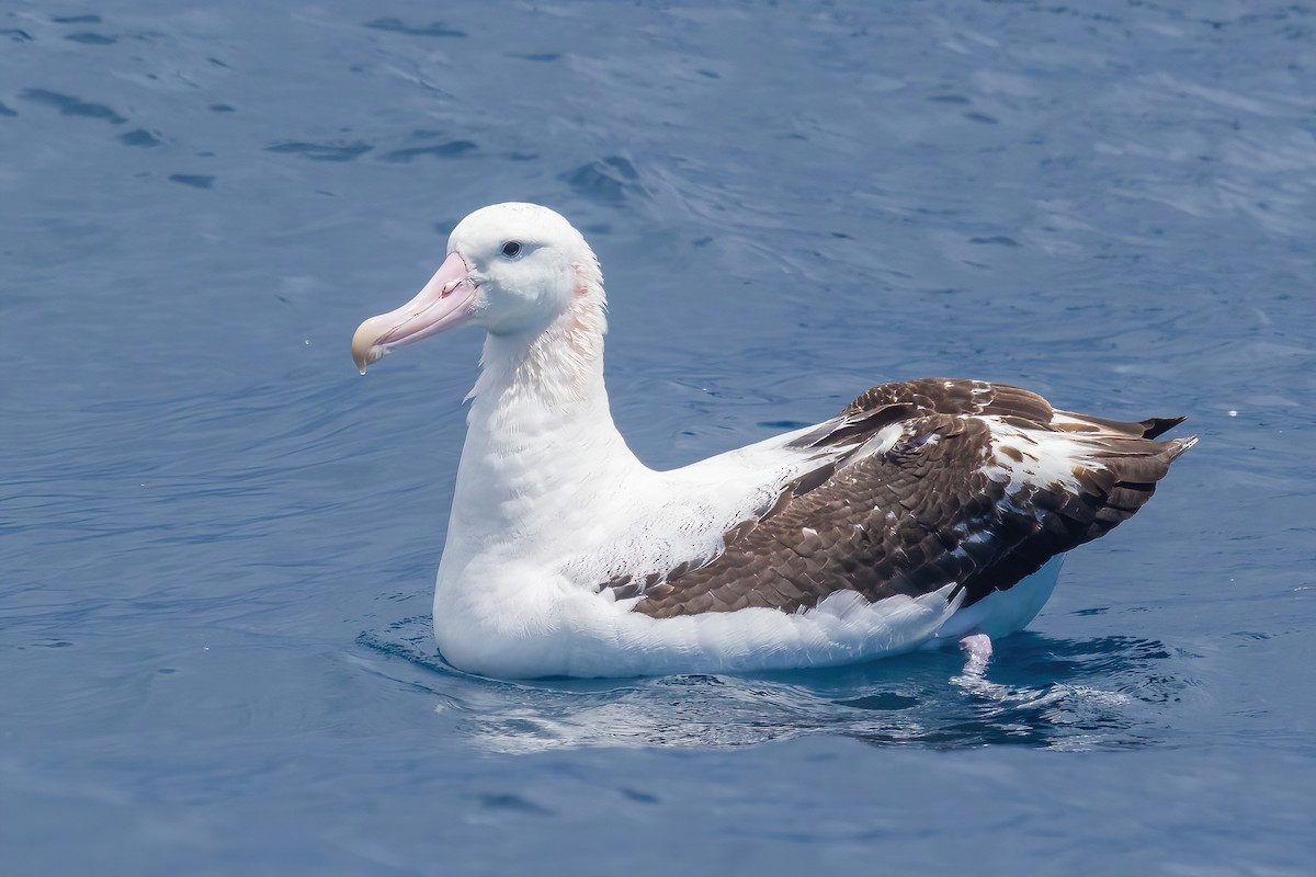 Albatros de Tristan da Cunha - ML615463745