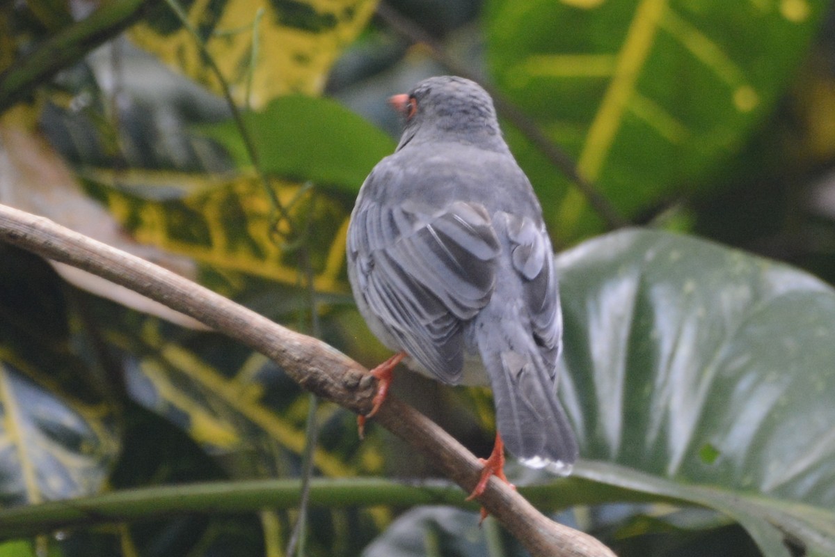 Red-legged Thrush (Antillean) - ML615463798