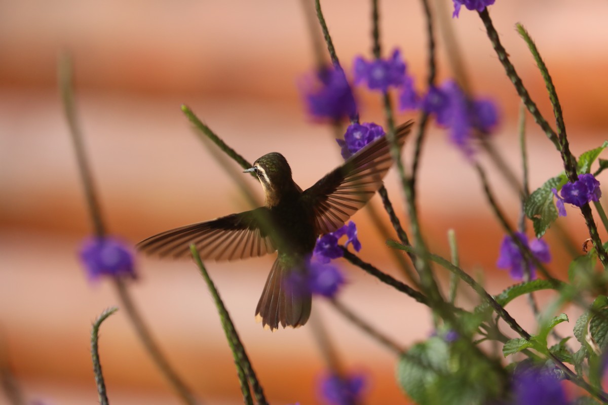 Speckled Hummingbird - ML615463837