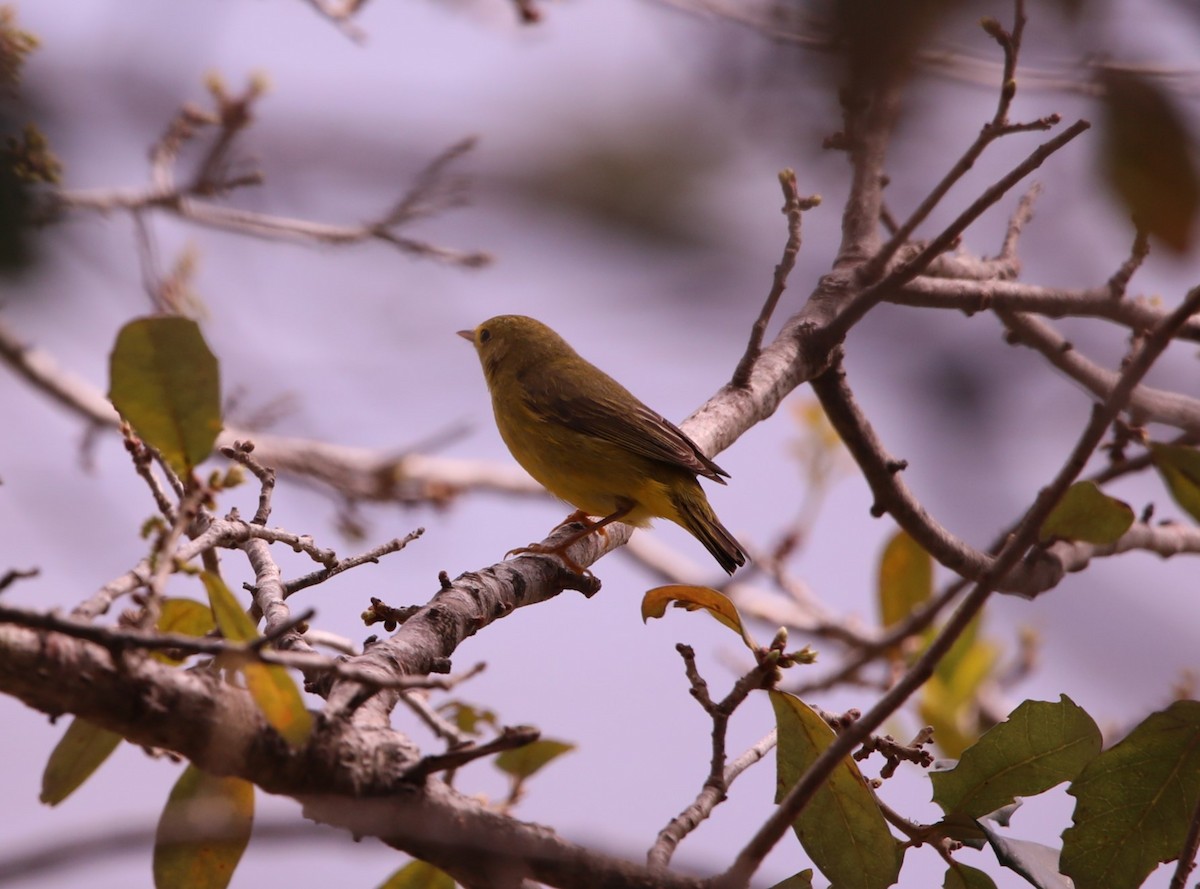 Yellow Warbler (Northern) - John Groskopf