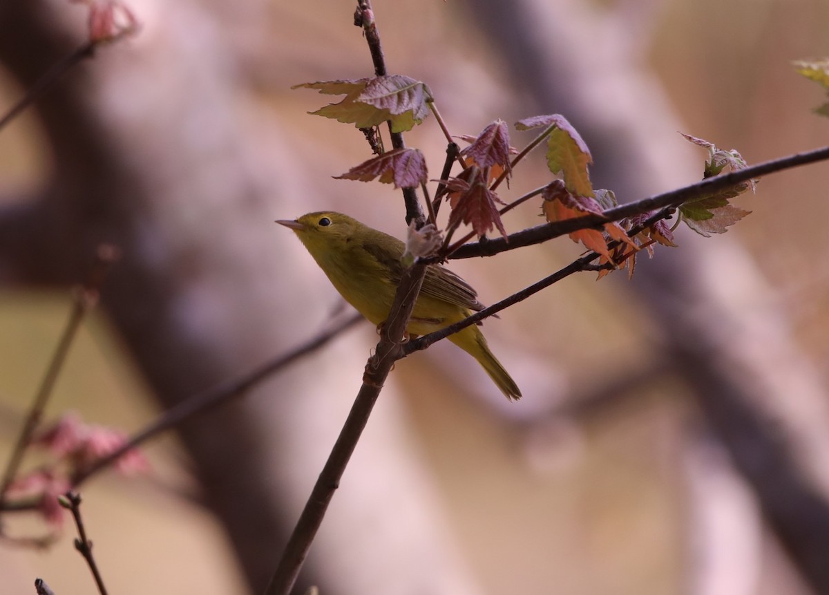 Yellow Warbler (Northern) - John Groskopf