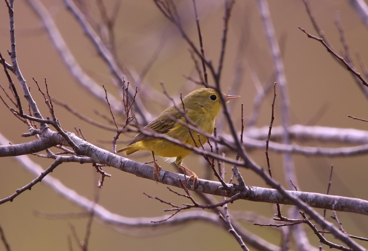 Yellow Warbler (Northern) - John Groskopf