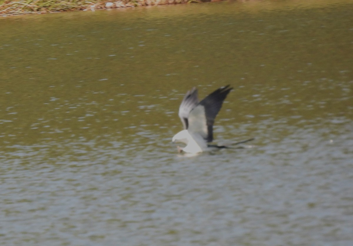 Swallow-tailed Kite - ML615463947