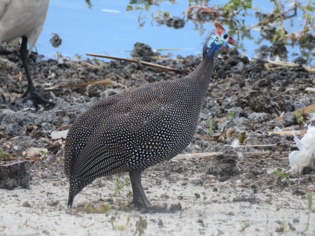 Helmeted Guineafowl (Tufted) - Gareth Bain