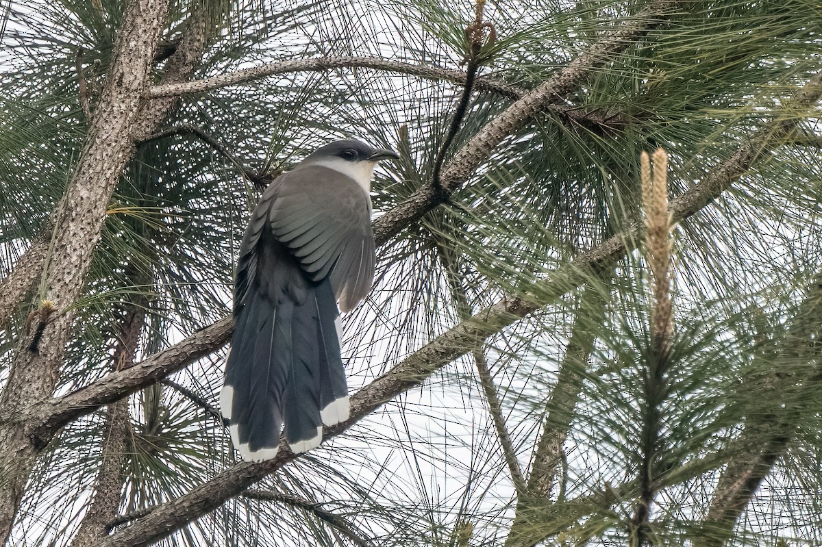 Chestnut-bellied Cuckoo - ML615463981