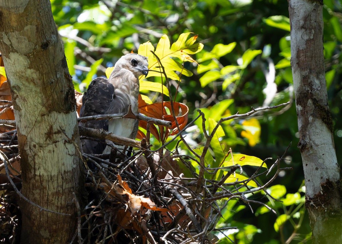 Lesser Fish-Eagle - ML615464001