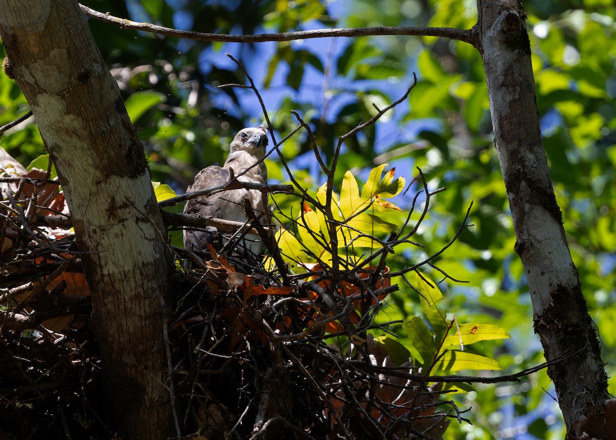 Lesser Fish-Eagle - ML615464002