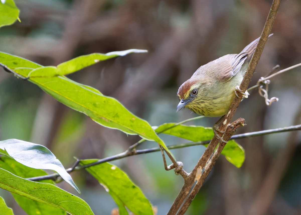 Pin-striped Tit-Babbler (Pin-striped) - ML615464038